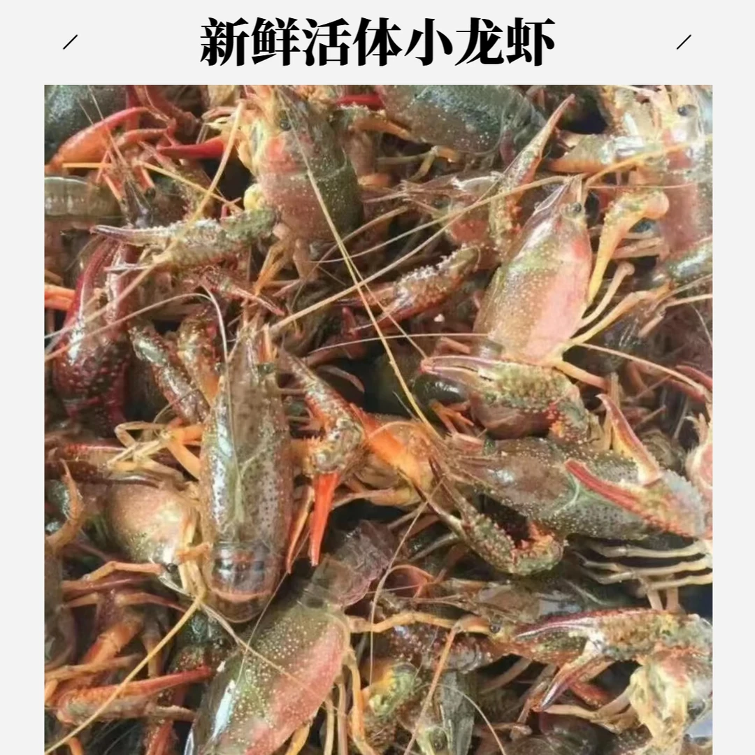 鲜活小龙虾（中青）每只19-30克（免费处理）默认不处理，如需处理请备注清楚