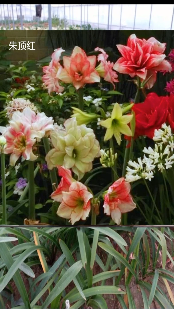 朱顶红混球6厘米