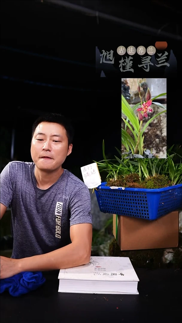 当前无花栽培后可以开花建兰小草红花三星蝶 赤丹（前垄三苗连体）