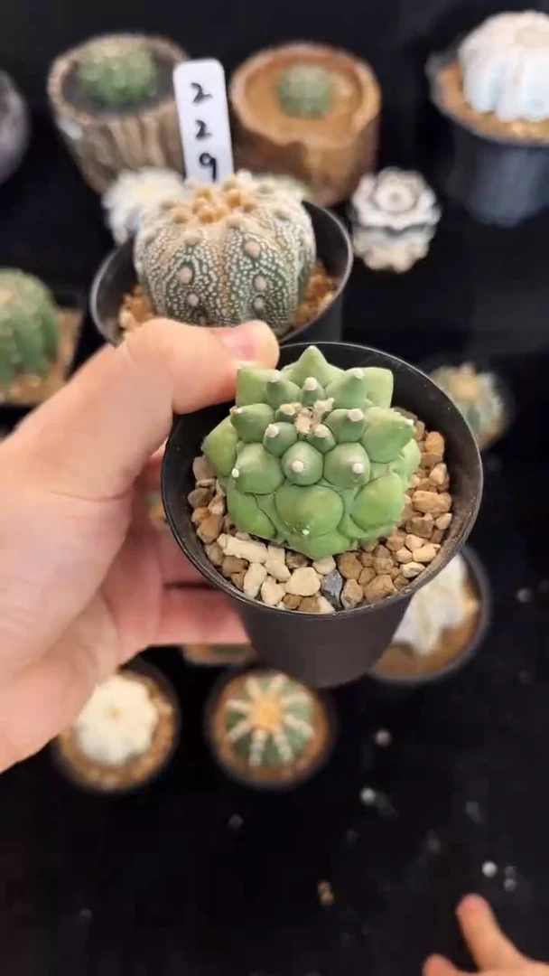 a****9奇迹＋龟甲实生两颗编码229