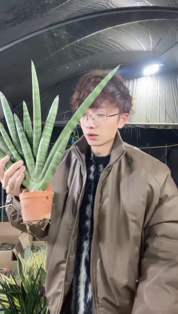 【闪购商品】佛手兰4叶起带盆2棵16.8