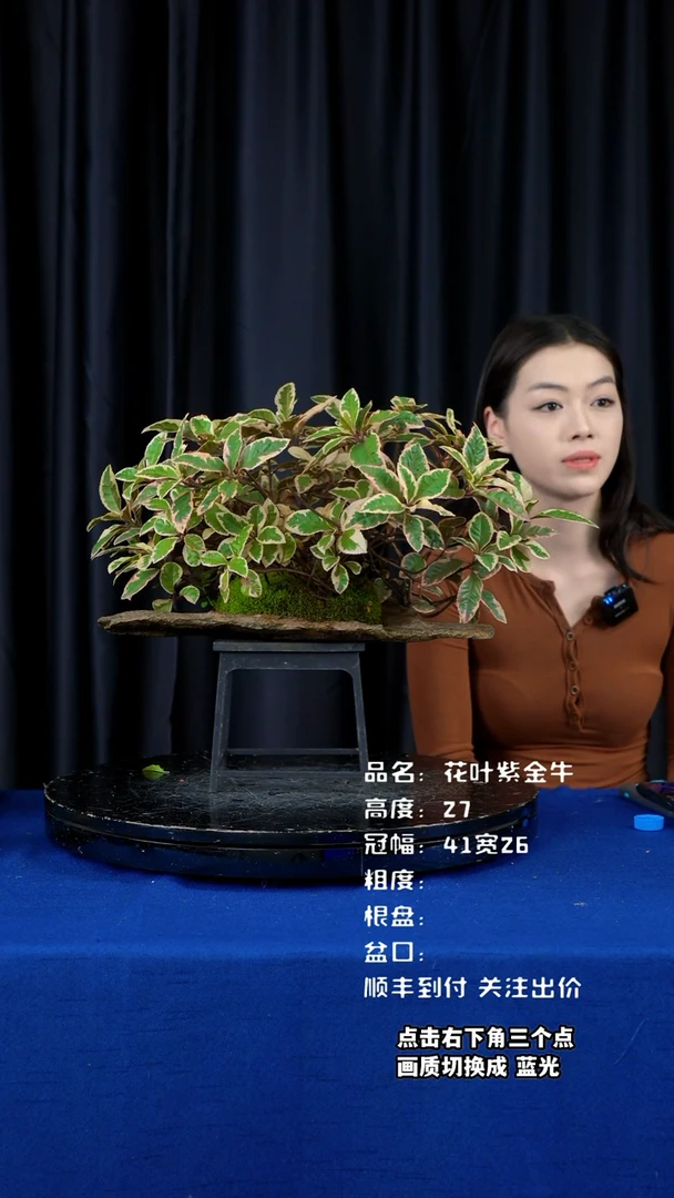 【闪购商品】紫金牛鞍马石