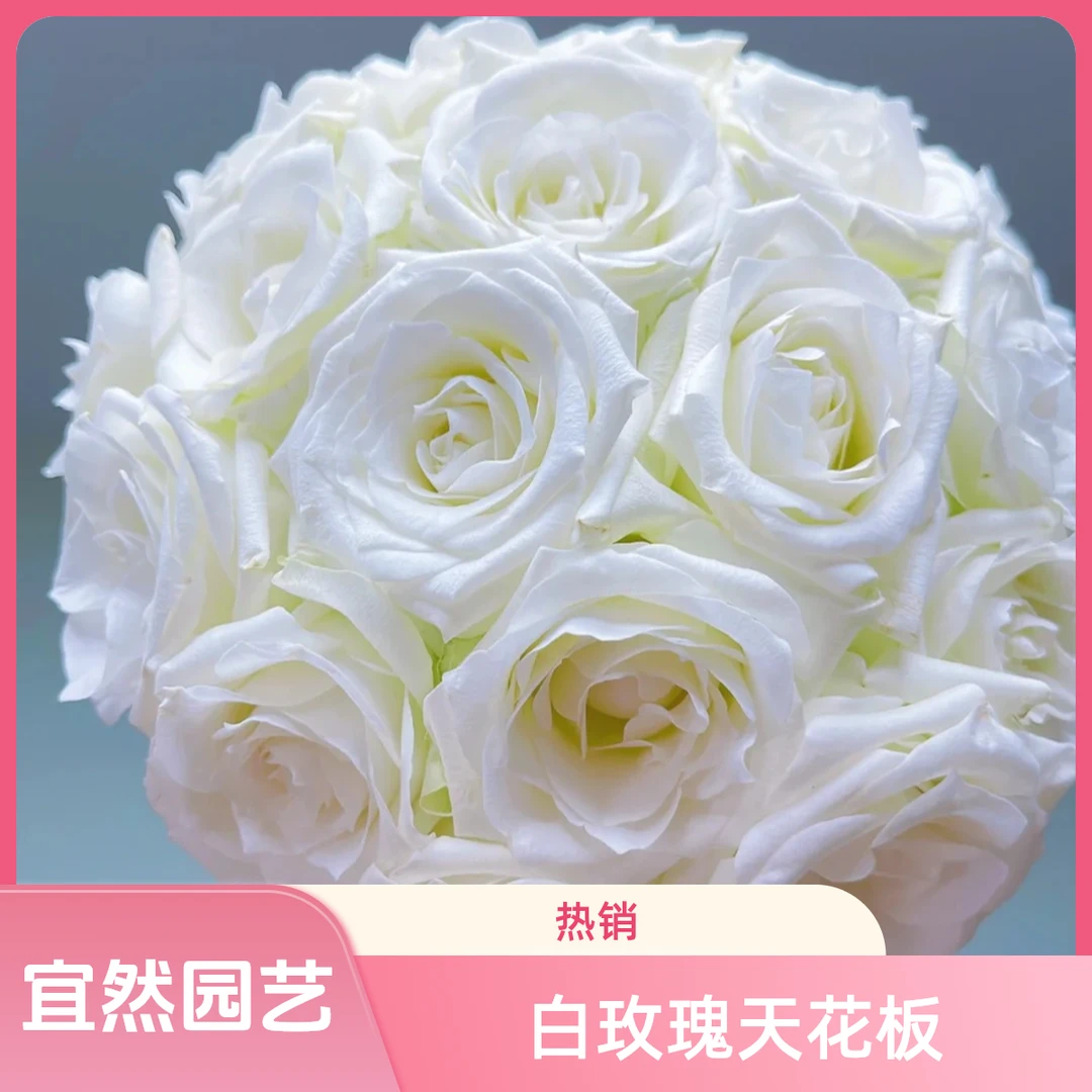 黑哥的花园骄傲月季白玫瑰天花板奶油白杯状花型庭院地栽耐热抗病