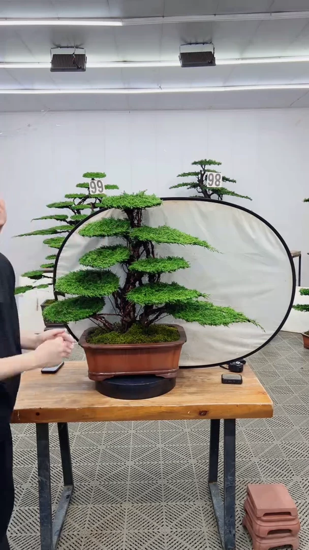 无花朵造型盆景一物一拍