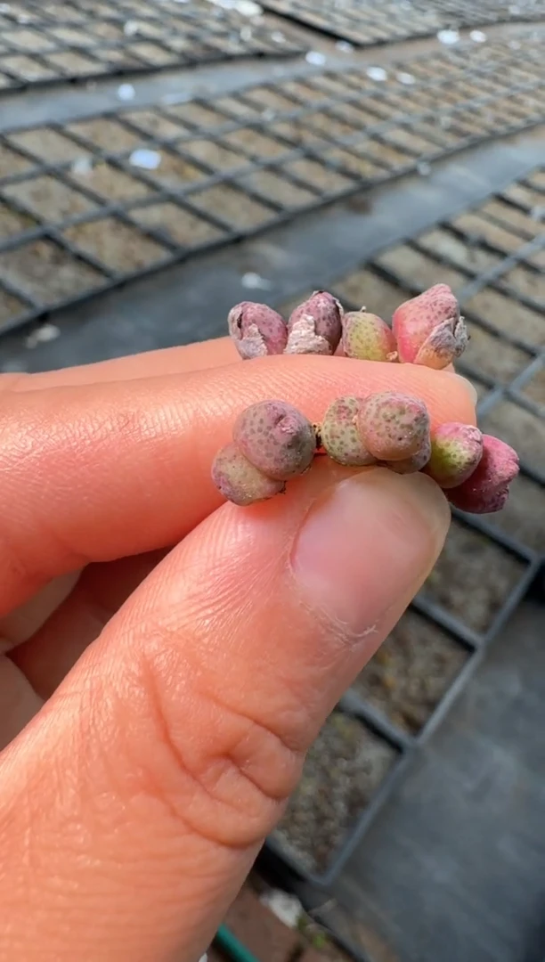 95多肉植物肉锥火龙果斑马一颗