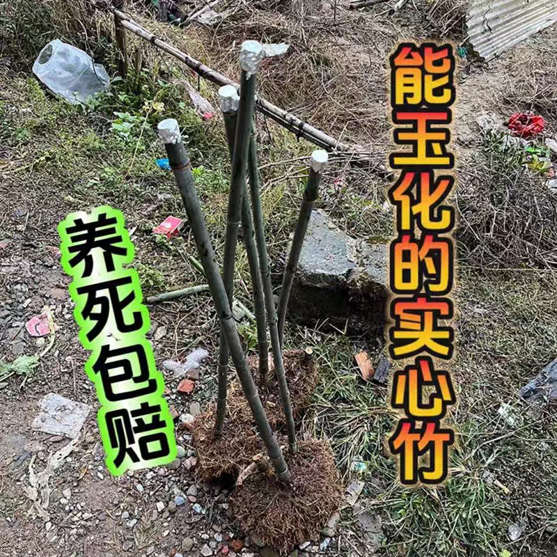 实心竹苗绿植红心竹苗室内种苗批发供应实心竹种苗藤竹苗竹子盆栽