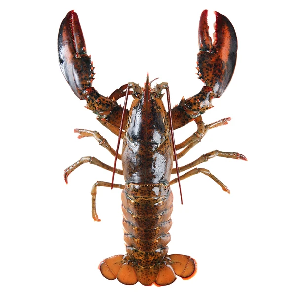 波士顿龙虾 1只（400-500g)