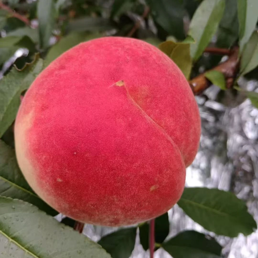 大凉山应季脆甜雪桃