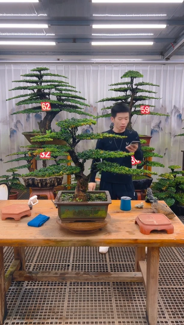 无花朵大*精品盆景直播间一物一 拍