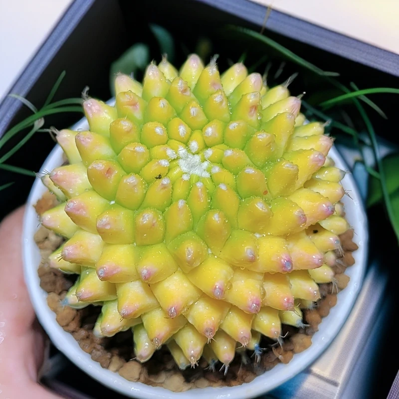 迎春锦多肉菠萝球室内盆栽绿植仙人球防辐射吸甲醛室内开花绿植