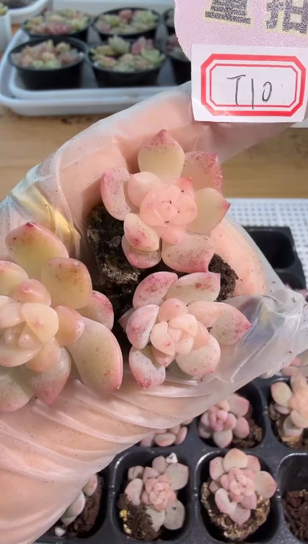 T10 单双混 3颗量拍混发 满9.9包邮