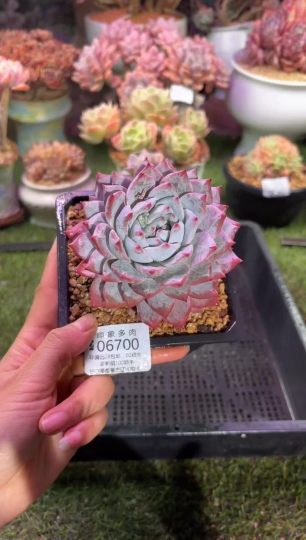 【闪购商品】06700