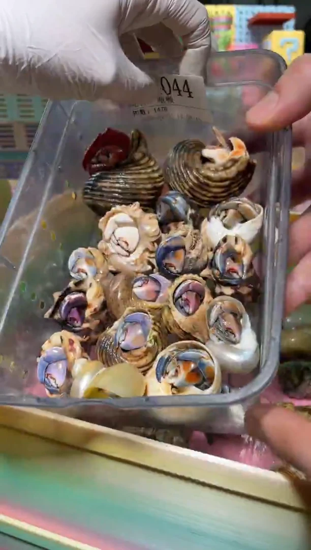 嗷*陌派有钳寄居蟹4044