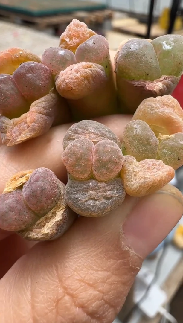 【闪购商品】15-16粉水晶一颗