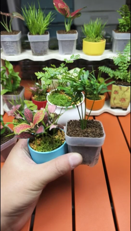 无花朵蓝色网文菖蒲  海岛罗汉松