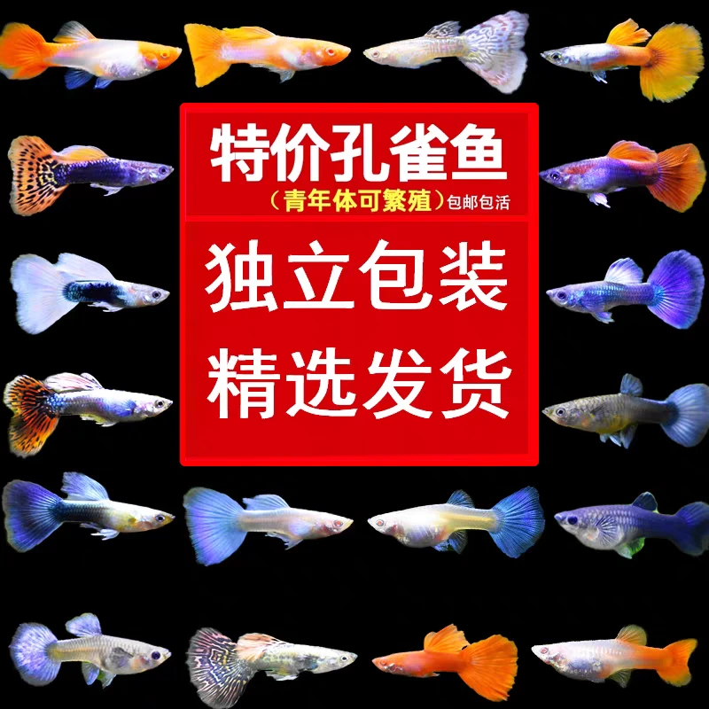 孔雀鱼观赏鱼热带小型淡水冷水好养耐活金鱼苗孕母鱼