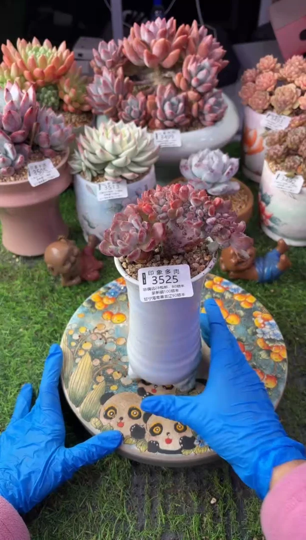 昆明印象多肉3525