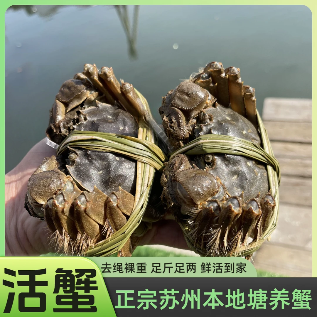双11【活蟹】全母蟹3.0-3.3两 大闸蟹10只/8只/6只 苏州本地塘蟹