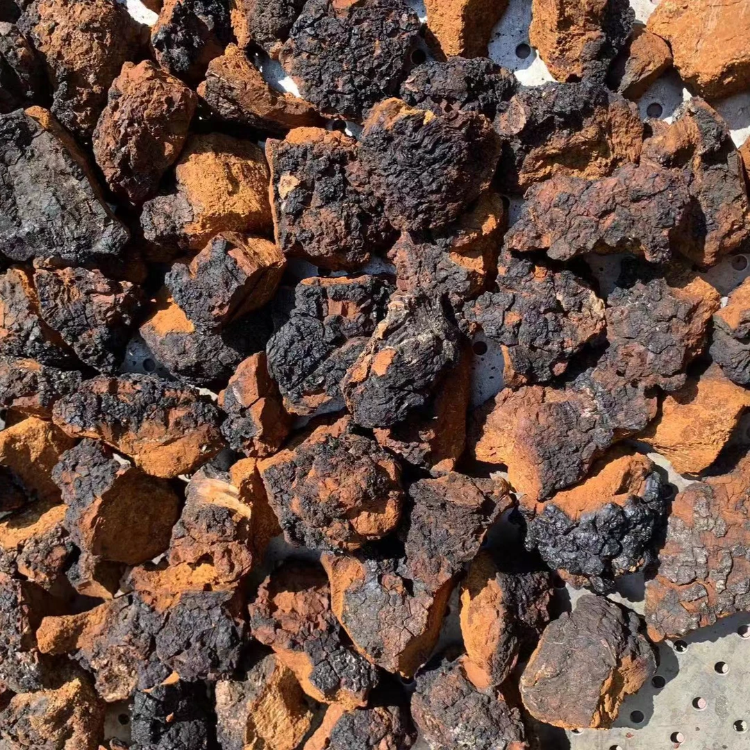 黑龙江桦褐孔菌桦树茸黑晶切块