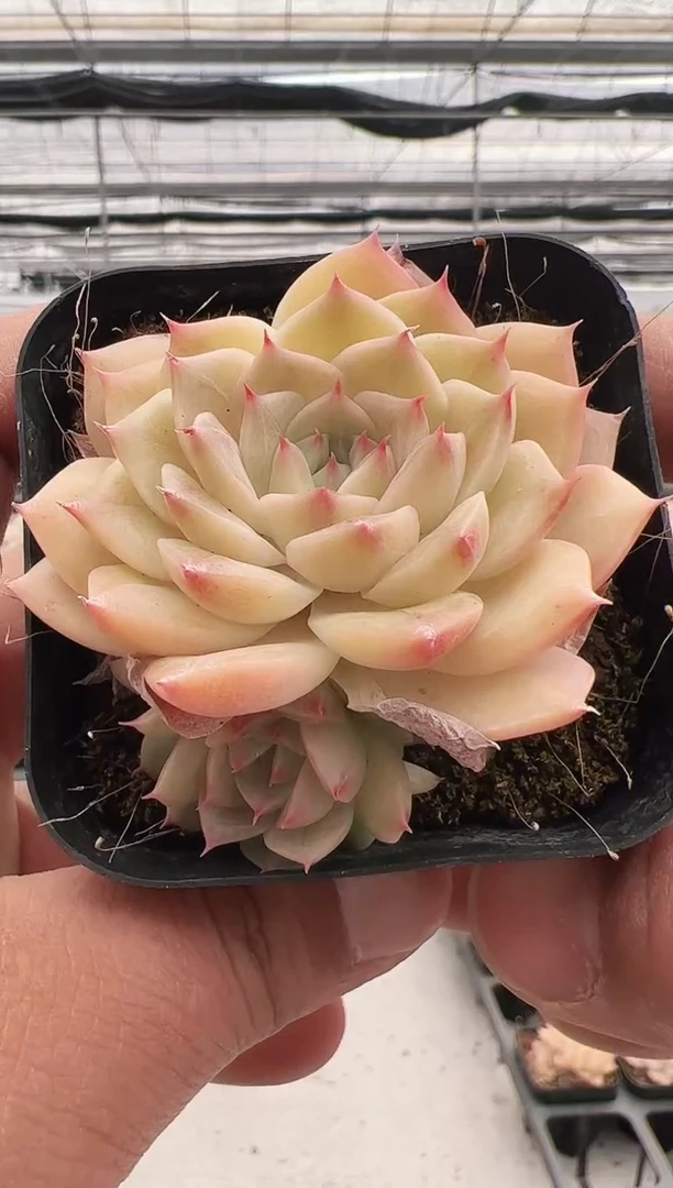 【闪购商品】敖丙-5