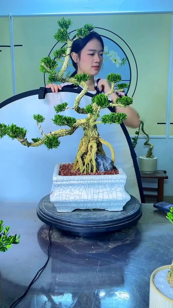 不开花植物广东雀舌黄杨盆景