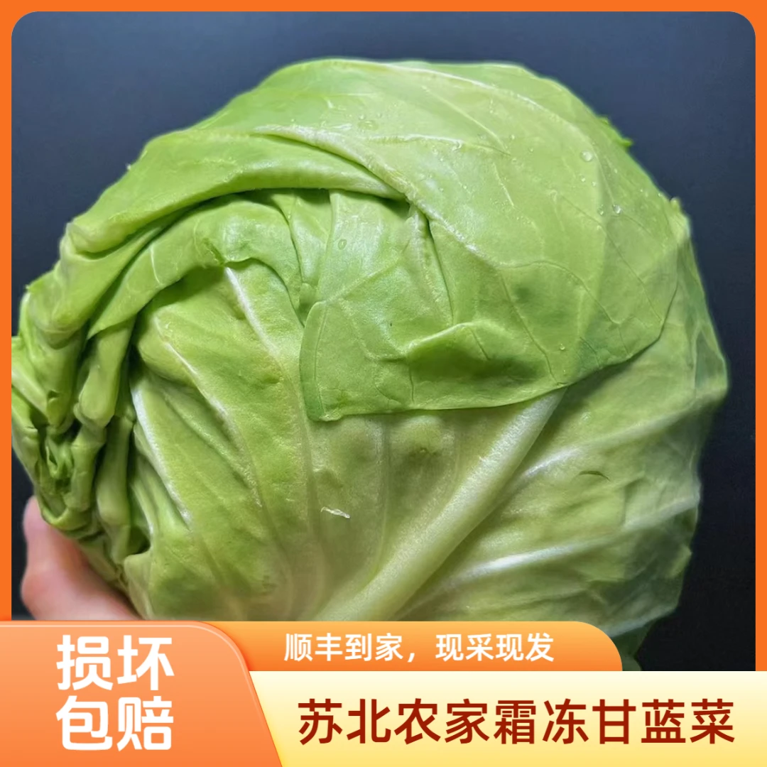 顺丰包邮 苏北农家露天霜冻甘蓝菜暖胃好伴侣