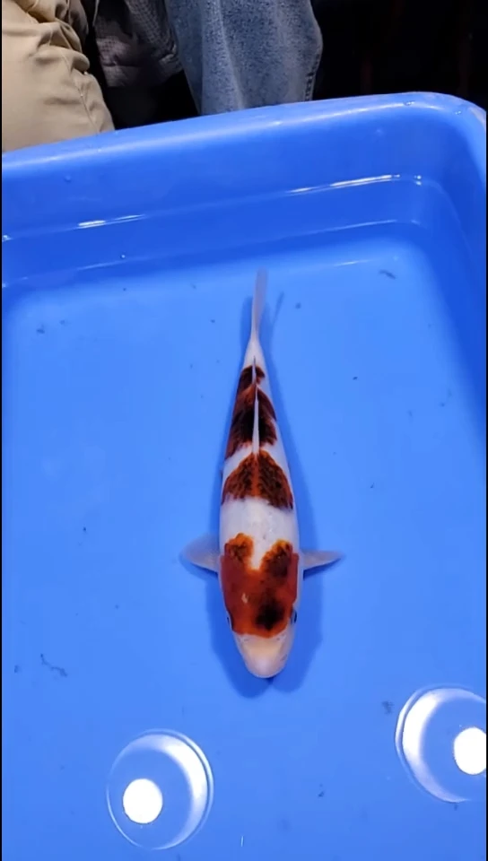 锦鲤【251128-38】 蓝衣 26公分 不详 独秀锦鲤