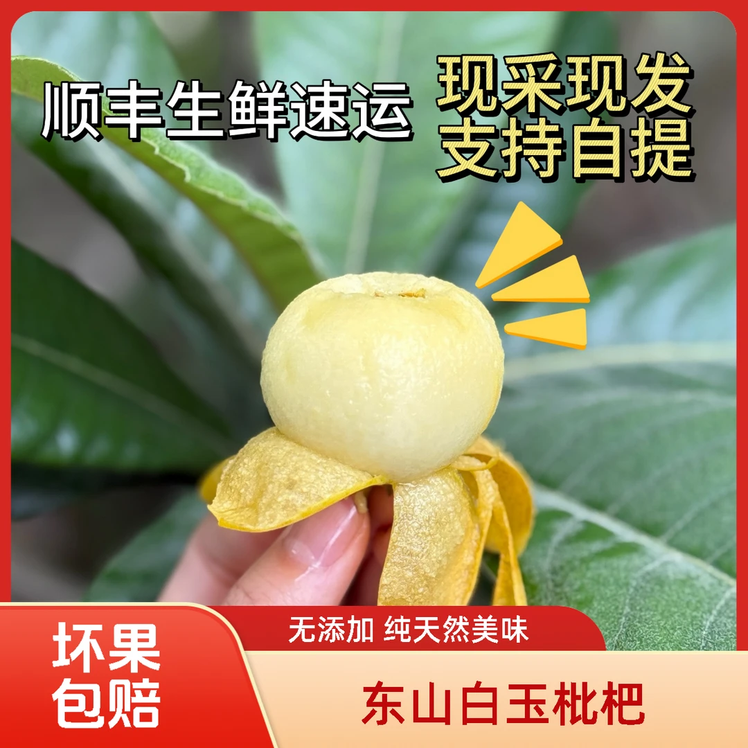 【东山小雨】正宗东山白玉枇杷 应季水果 现采现摘鲜甜可口