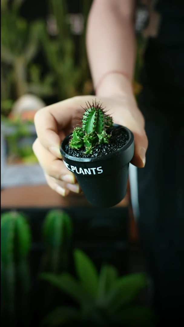 无花朵仙人掌兽（一物一拍