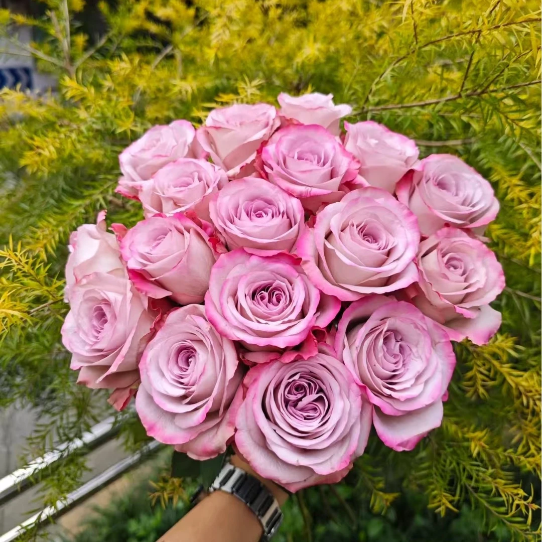 【气场紫玫瑰 10支】云南鲜花基地直发 全场鲜花任意两单顺丰包邮