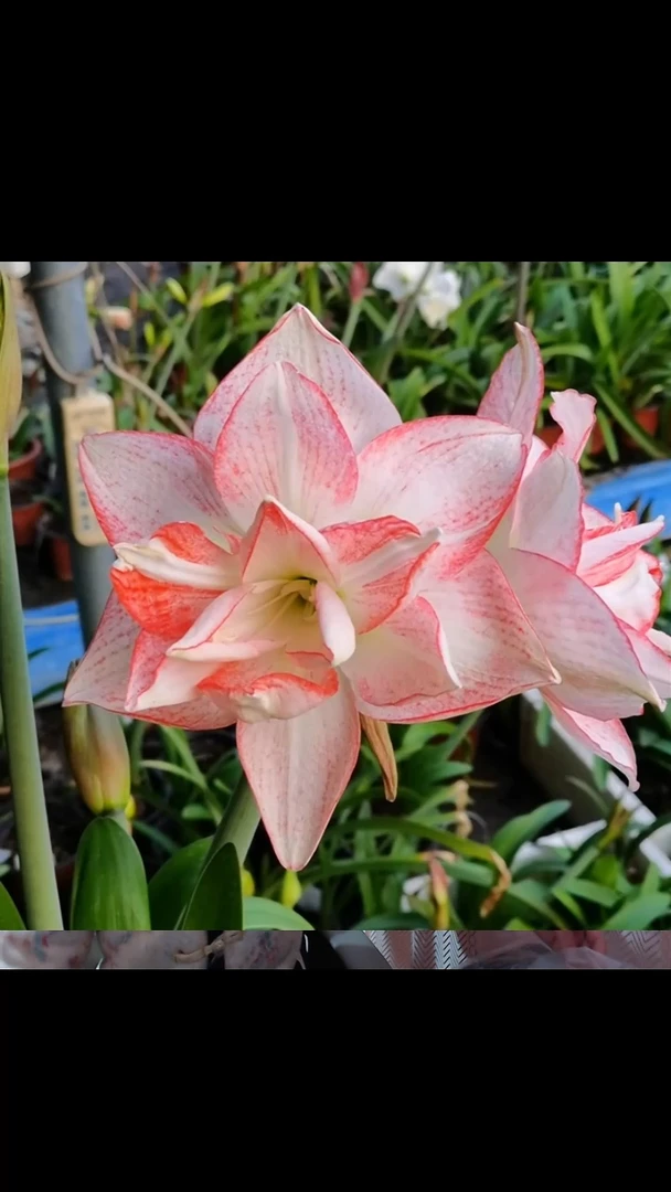 朱顶红桃花劫4厘米
