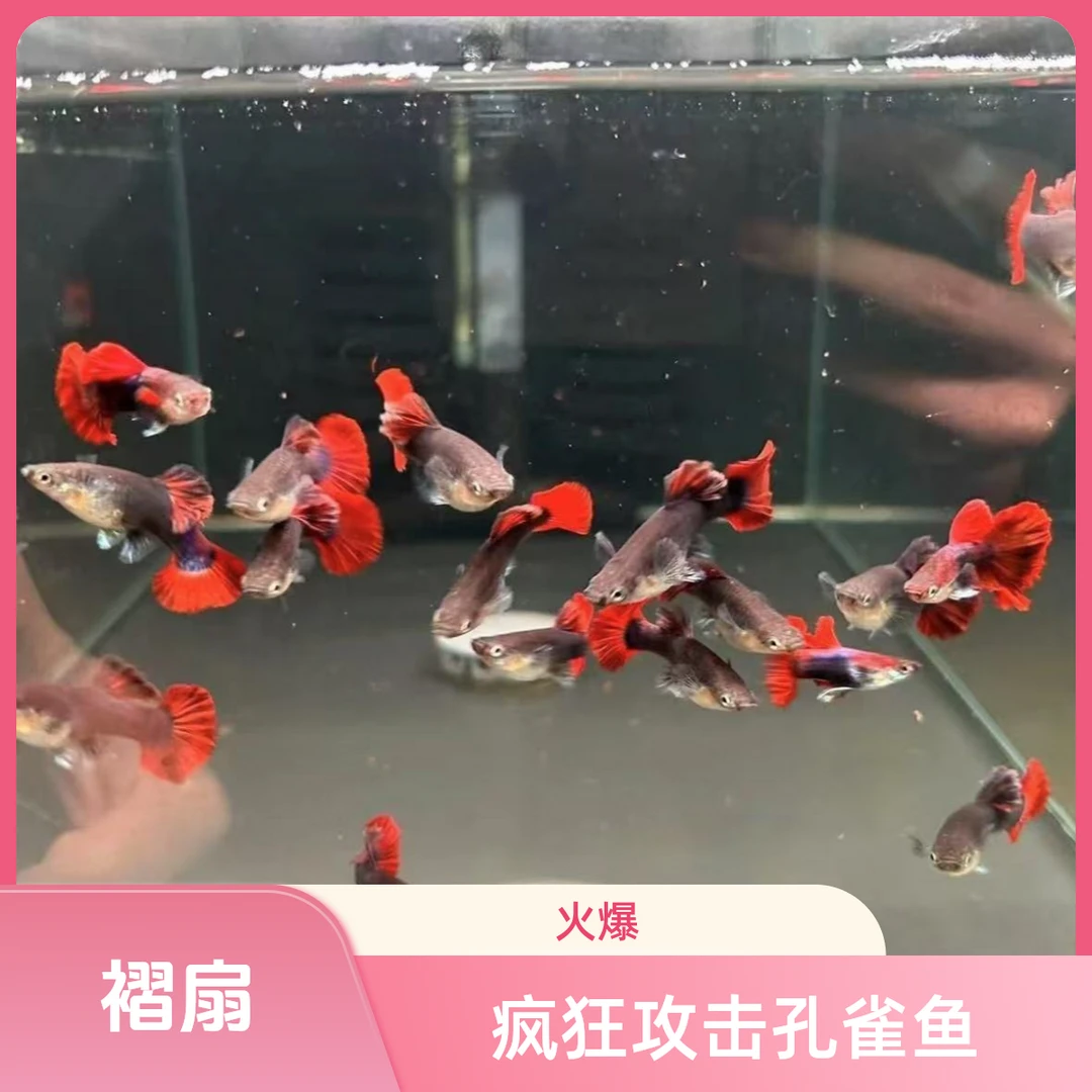 疯狂攻击孔雀鱼之褶扇