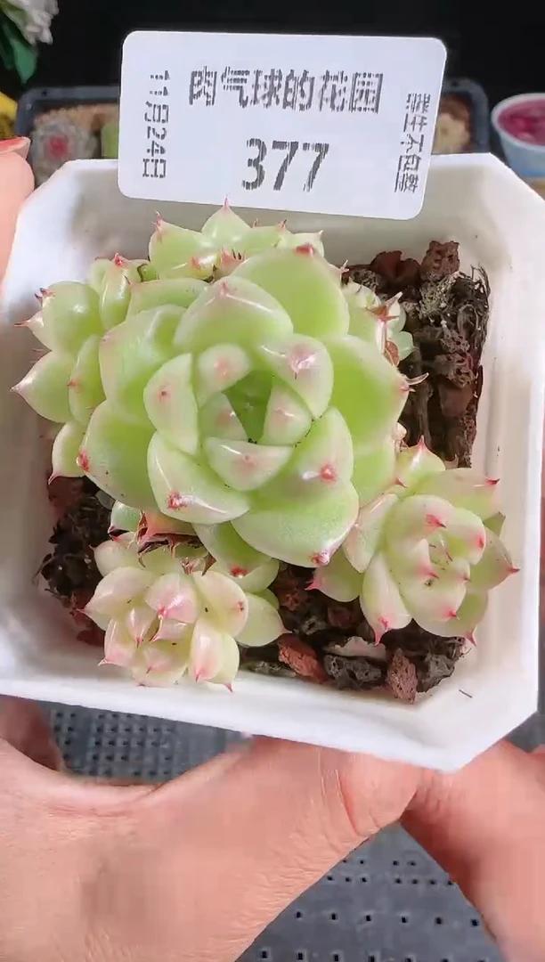 1124-377群生不包整