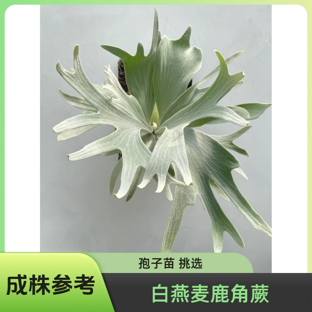 【白燕麦】爪哇鹿角蕨 孢子苗挑选