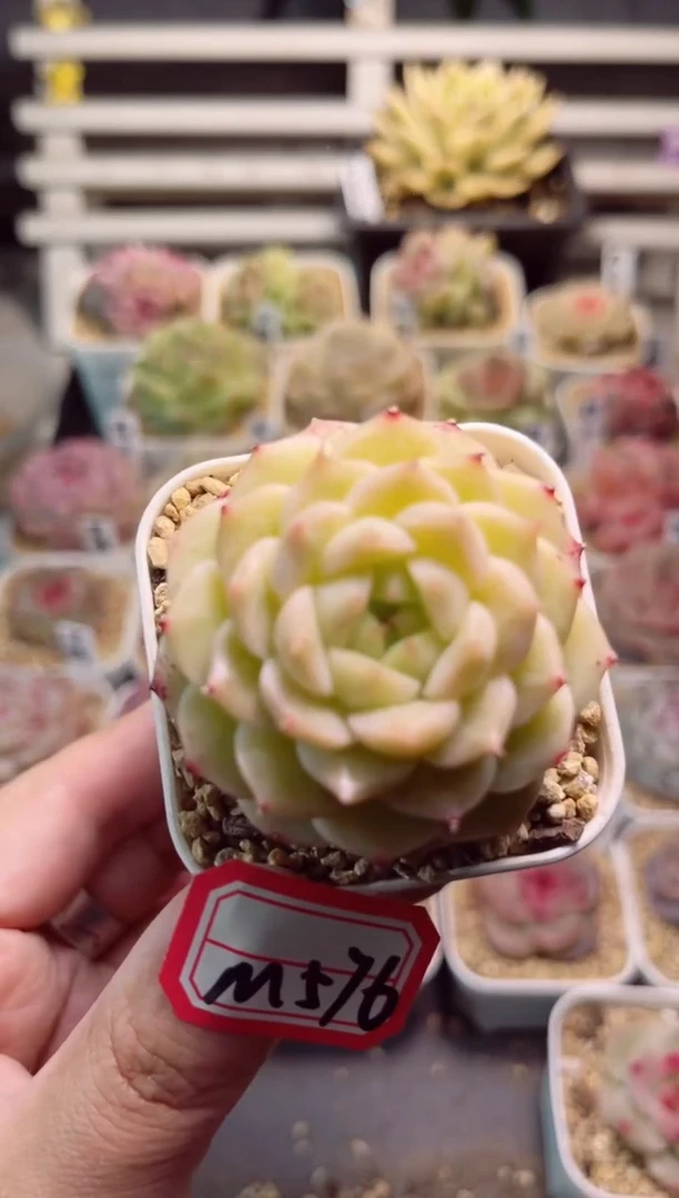 【闪购商品】M576松鹤一物一拍