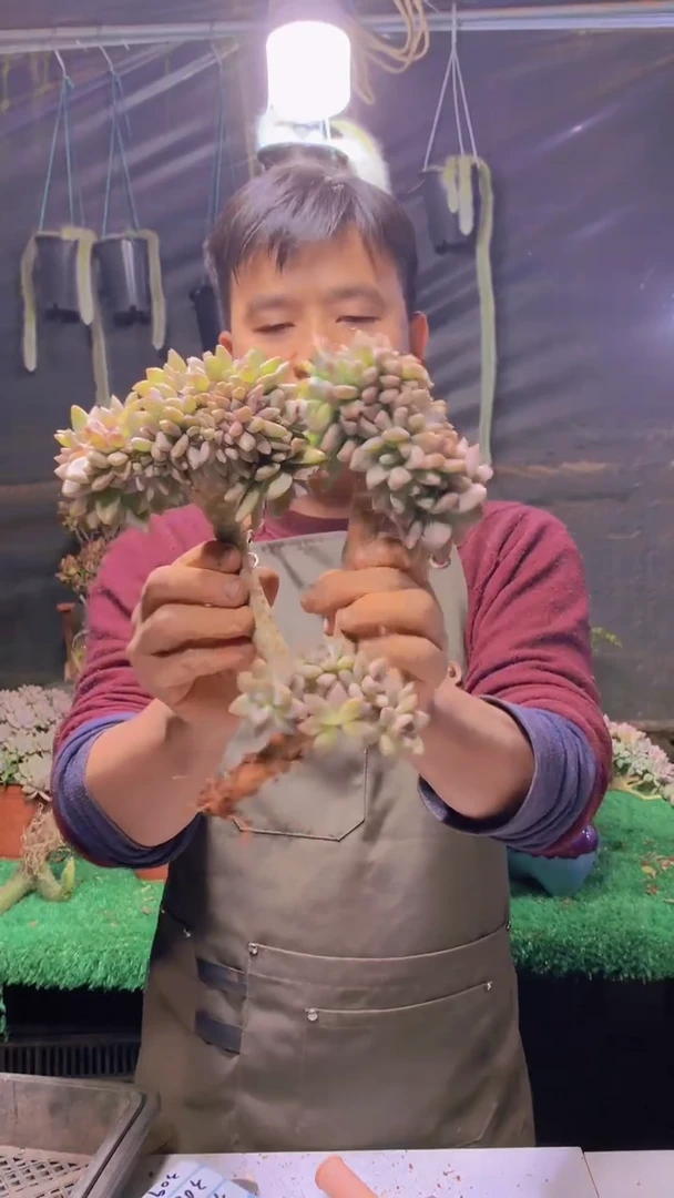 307雪缀化一物一拍