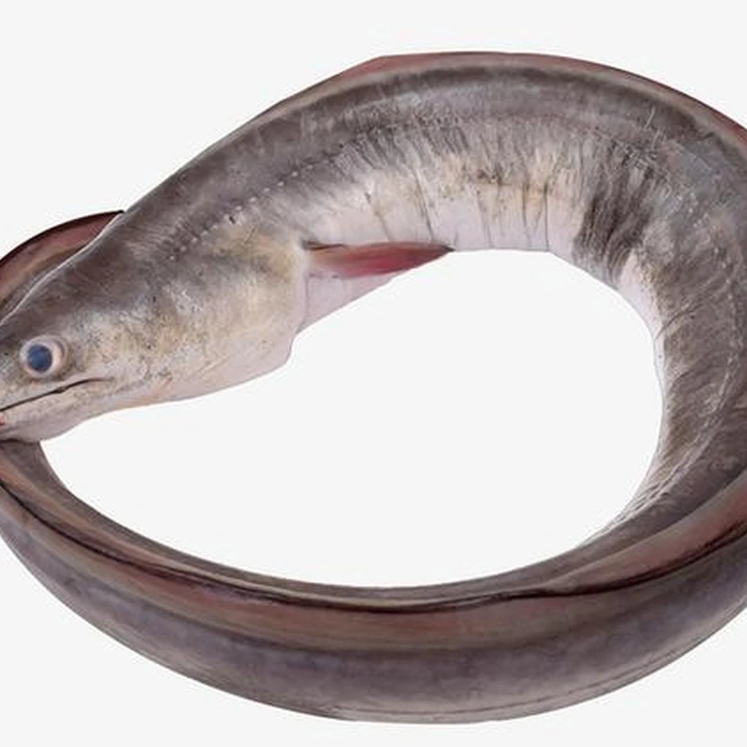 【老渔民】两斤/七星鳗5条左右/斤青岛近海捕捞/速冻锁鲜发货/顺丰