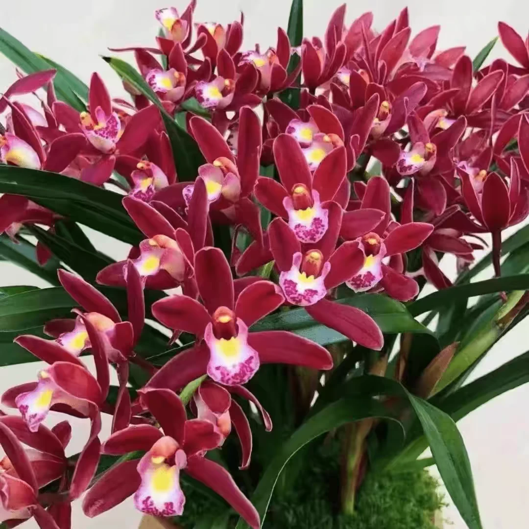 【蜜蜂兰】大红色开花超级香名品室内室外室厅好养易活兰花花卉