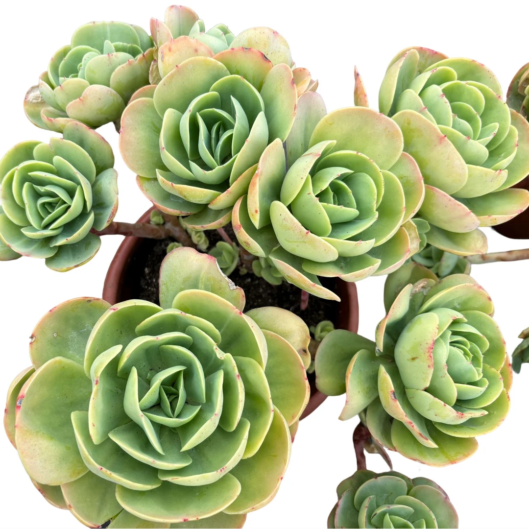 丛林桩鸡蛋碧桃多肉植物优选精选发货种植售后基地自产自销