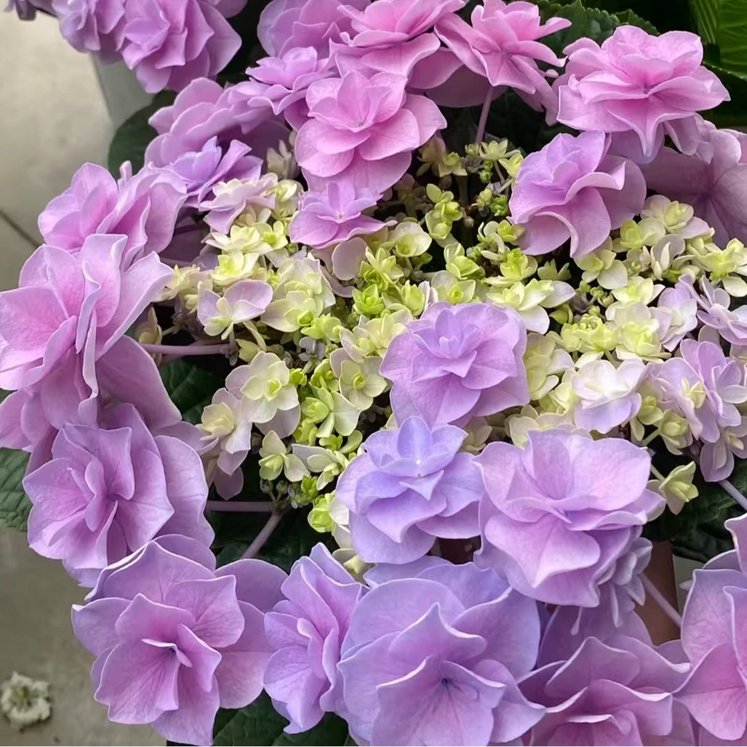 头花  7加仑（张）粉紫色 带花苞发货 大花绣球 花卉盆栽