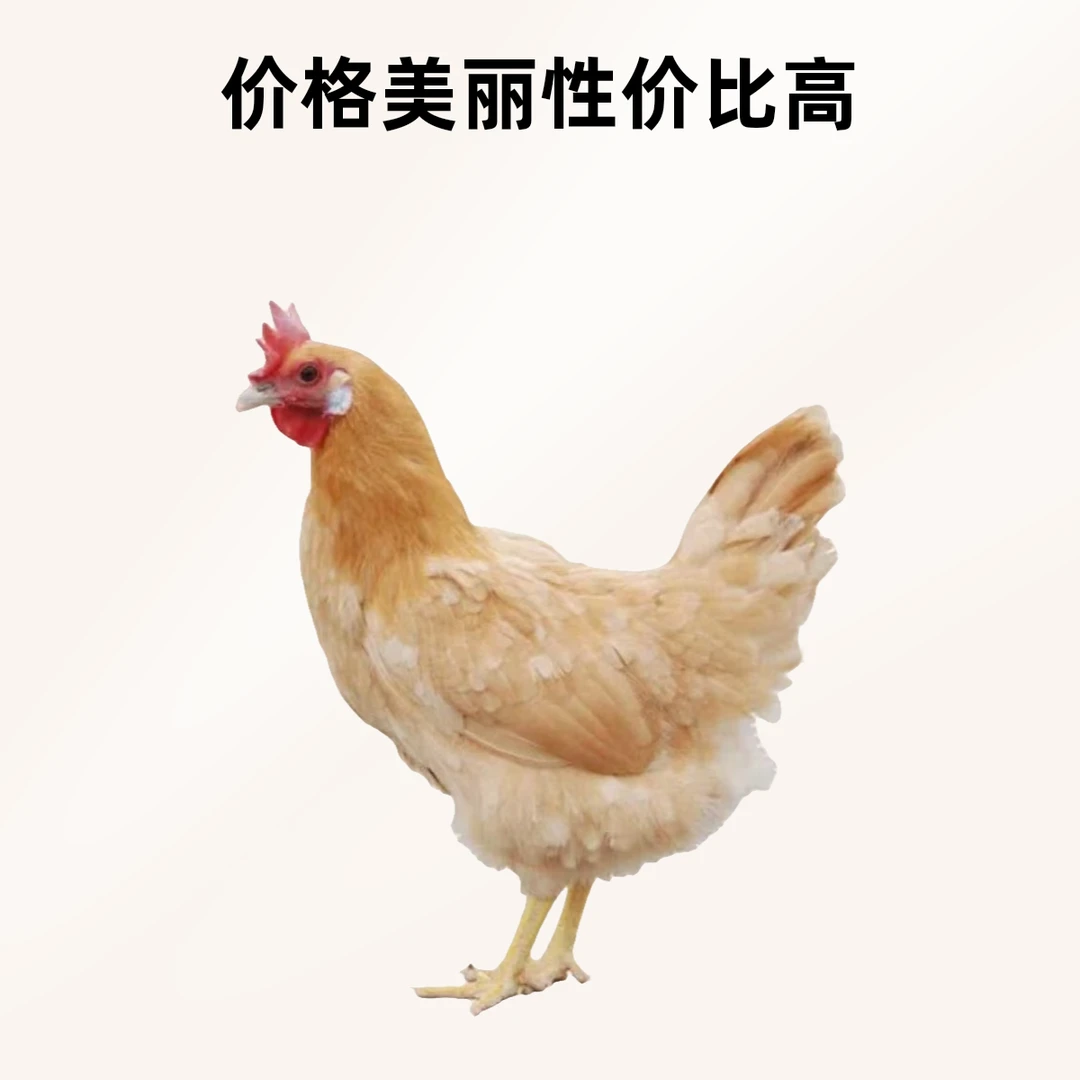 农村散养土鸡正宗一斤半粮食鸡到手6只