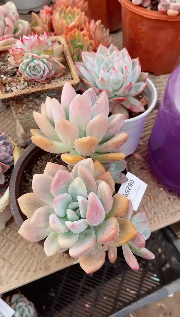 【闪购商品】09259