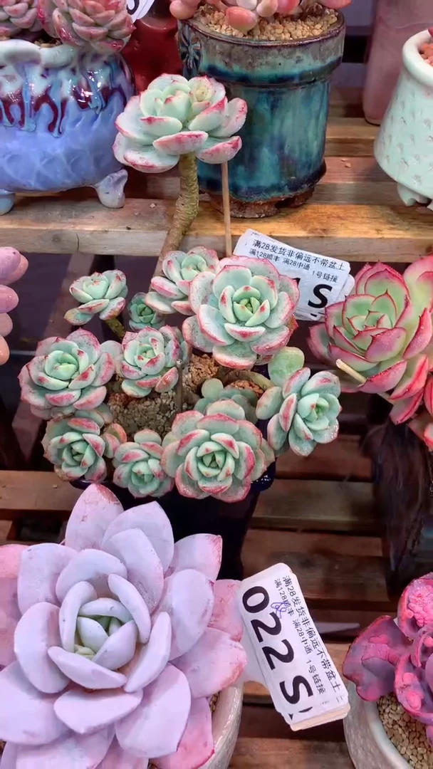 021S（一物一拍，精品多肉，所见即所得 ）