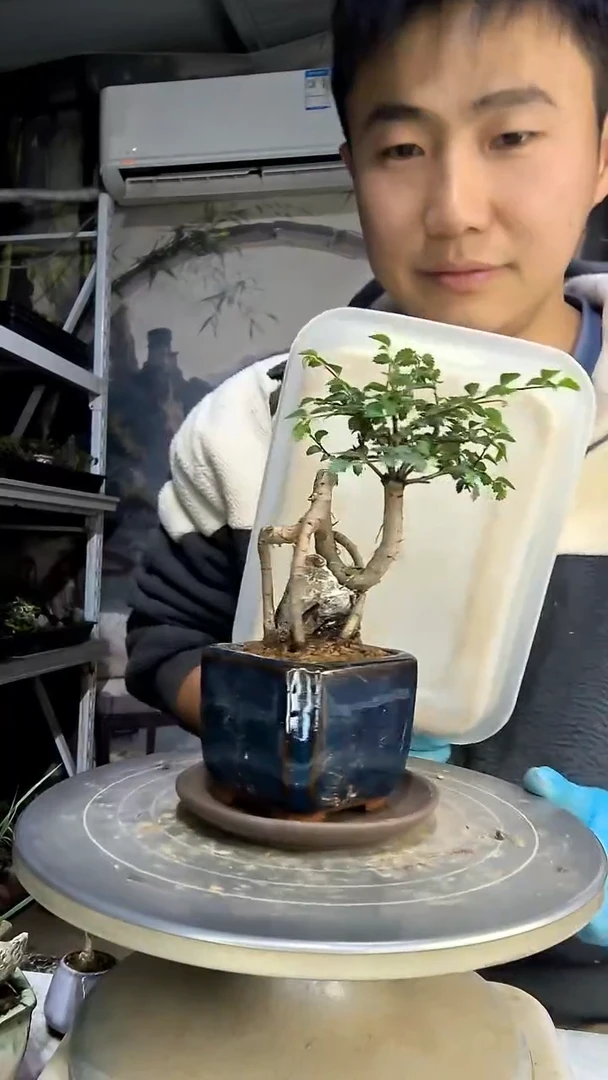 S***美中青园艺一物一拍花291