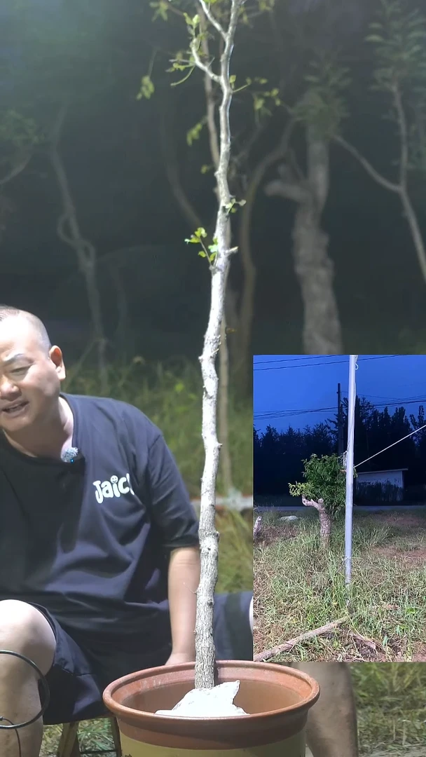 完全开放枣树00001