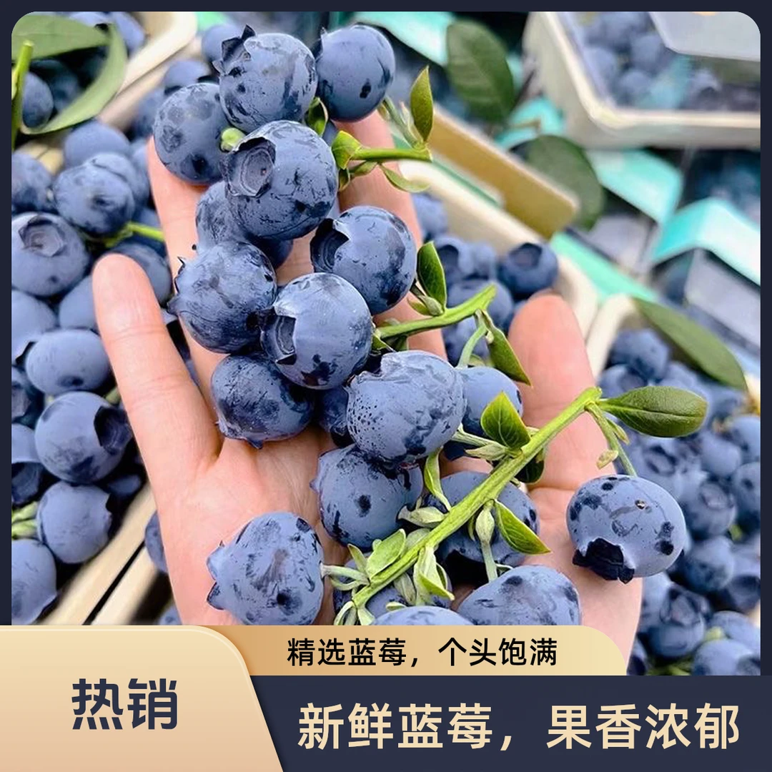 【L25 巨无霸|顺丰】山东临沂蓝莓脆甜花香现摘特大果