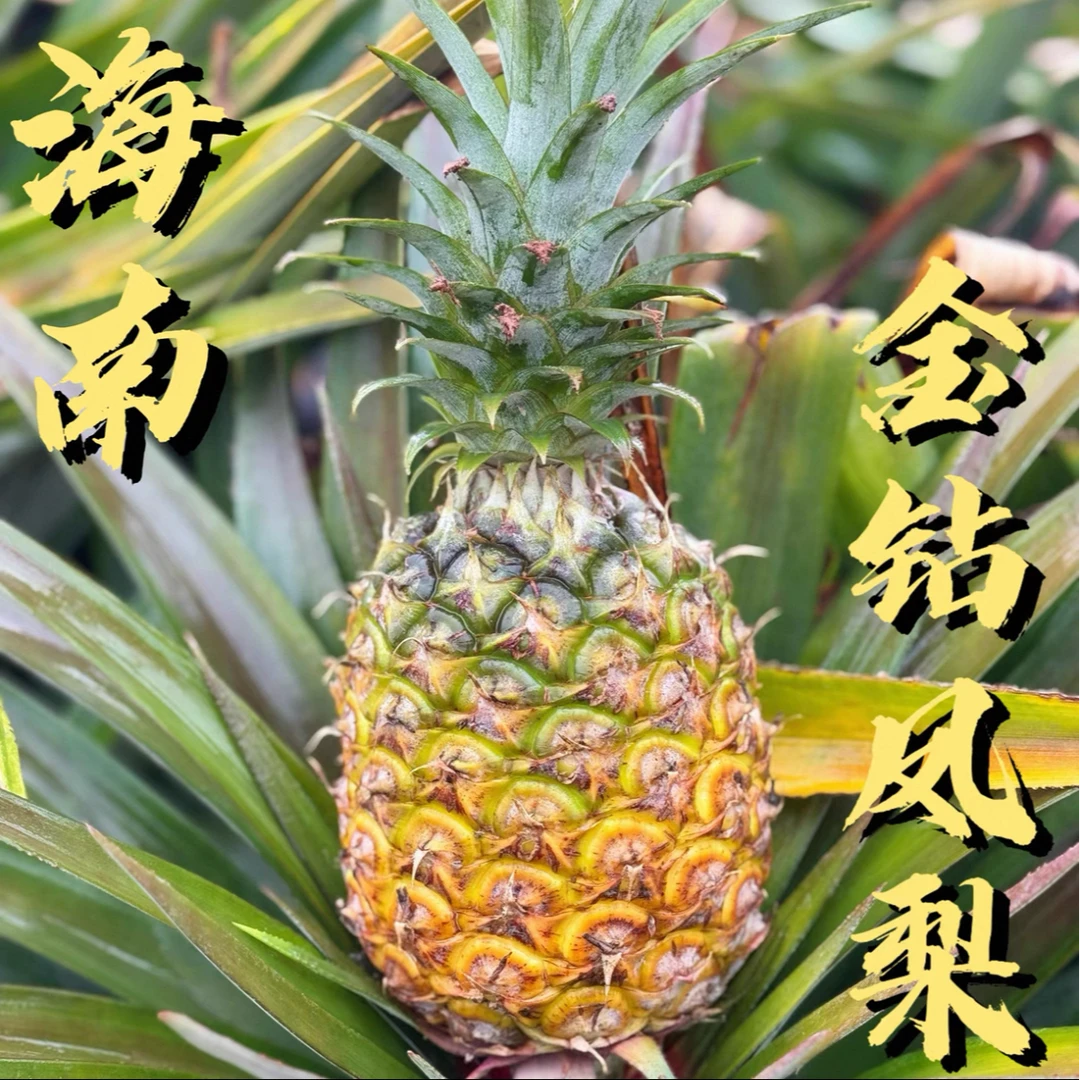T【产地直发】海南正宗金钻凤梨17号应季树熟汁多老少皆宜