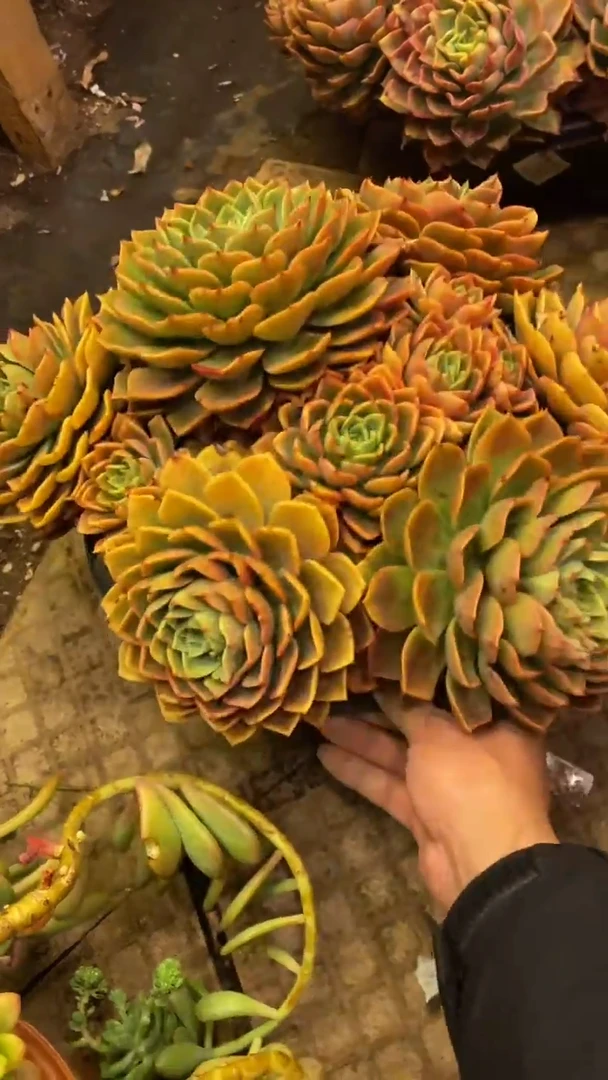 【闪购商品】1830贝拉