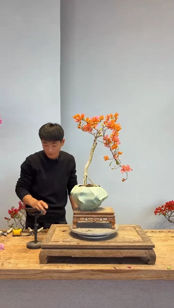 以实际为准三角梅55