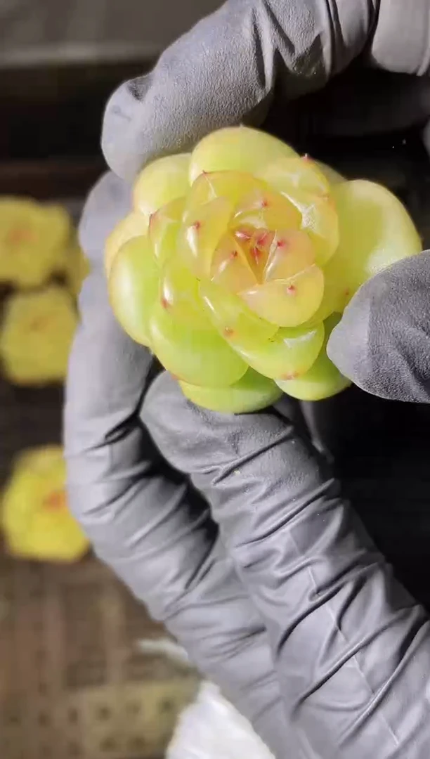 2746 露华浓3-5厘米 量拍发一颗